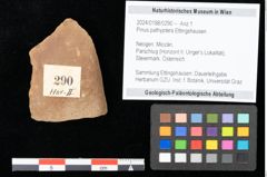 Foto (Objekt + Etikett) von Pinus pathyptera Ettingshausen (NHMW-GEO-2024-0188-0290)